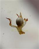  Gall flower